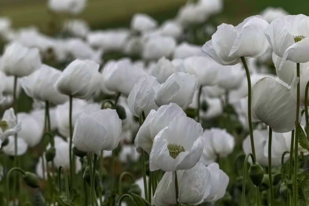 fehér mák virág